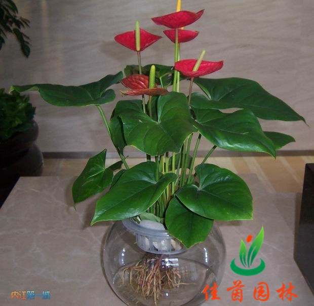 红掌花