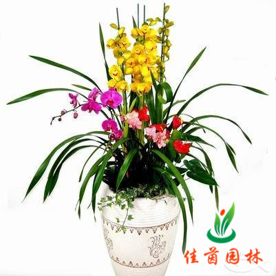 大花蕙兰