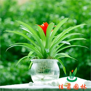 鸿运当头