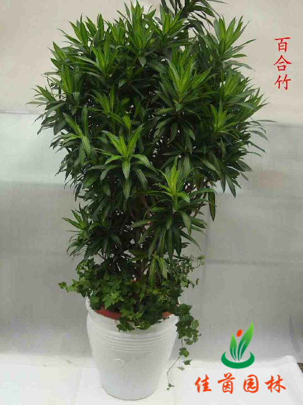 百合竹