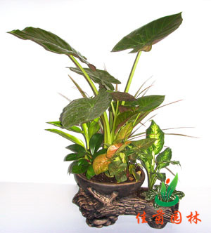 滴水观音组合