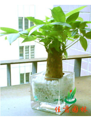 桌面发财树