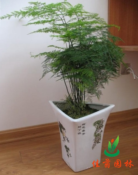 文竹