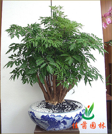 福禄桐