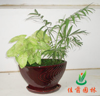 袖珍椰子组合