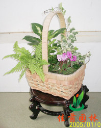 花蝴蝶组合