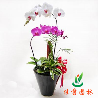 蝴蝶兰