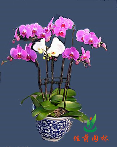 蝴蝶兰