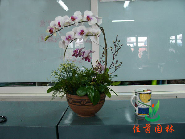 蝴蝶兰