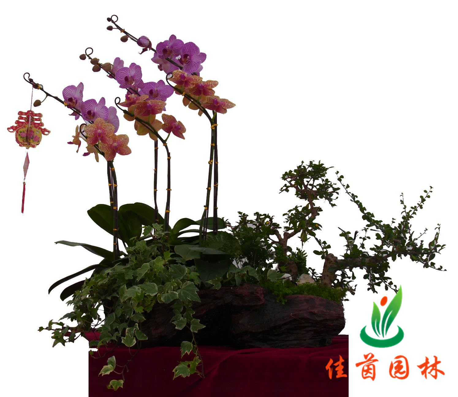 蝴蝶兰组合