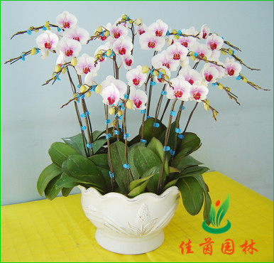 蝴蝶兰