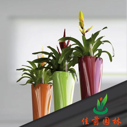 红莺歌组合