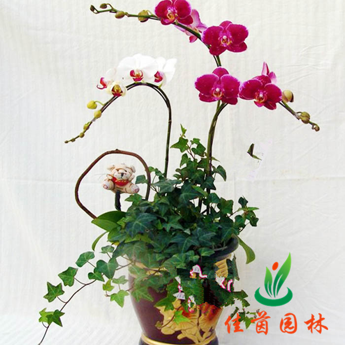 蝴蝶兰
