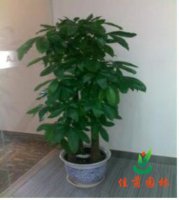 步步高发财树