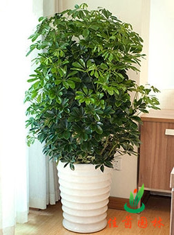 鸭脚木
