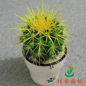 迷你仙人球