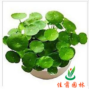 小金铅