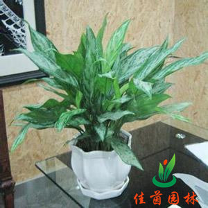 黑美人