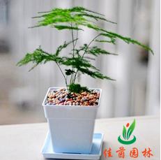 小文竹