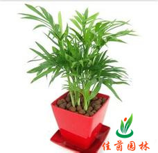 袖珍椰子