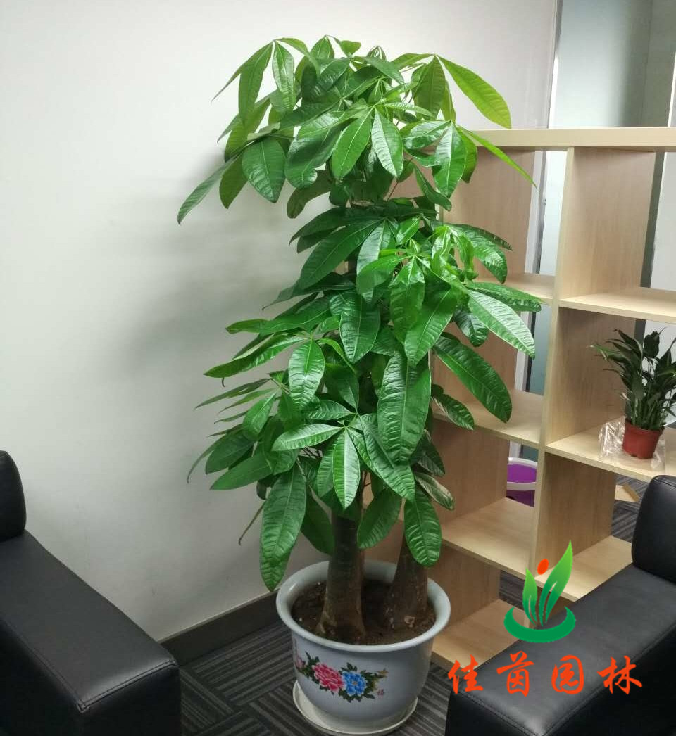 步步高发财树
