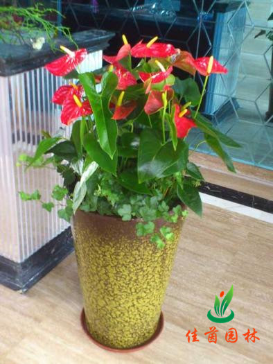 红掌花组合