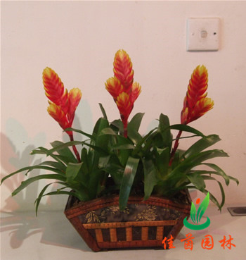 红箭组合