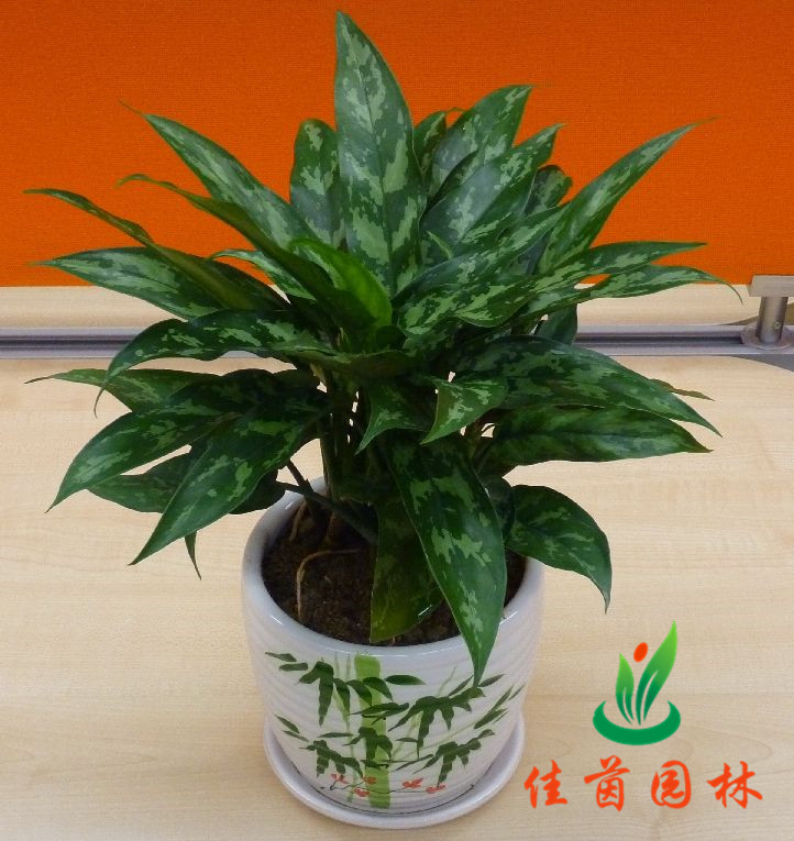 黑美人