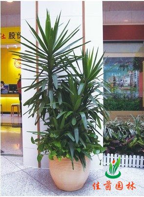 荷兰铁