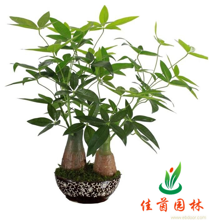 发财树组合