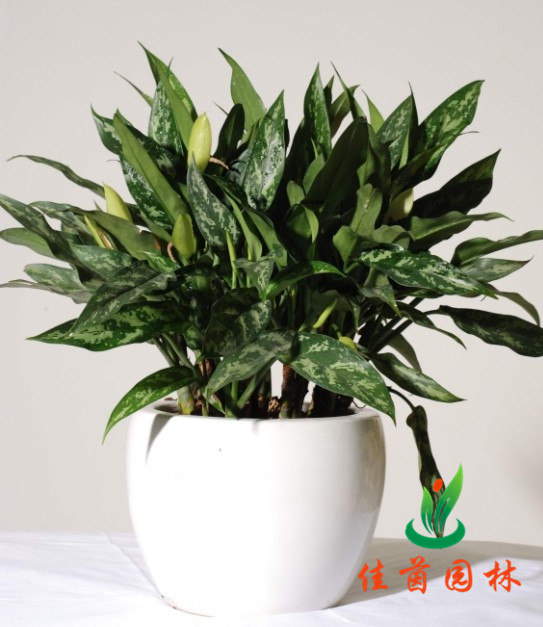 黑美人