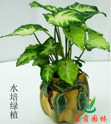 玛丽安
