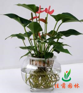 水培粉掌花