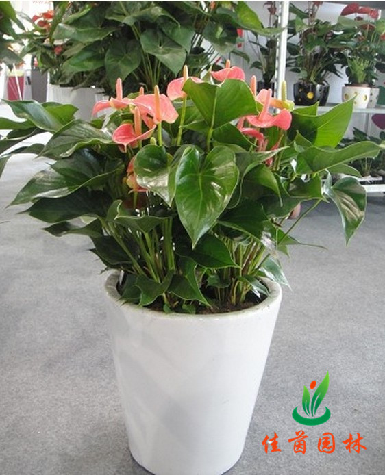 粉掌花组合