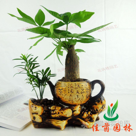 发财树组合