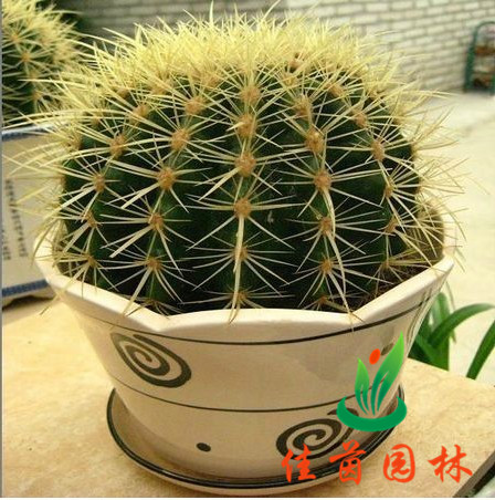 金琥