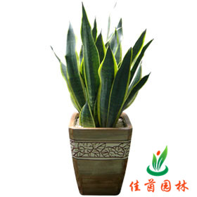 虎皮兰