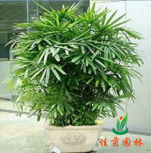 棕竹