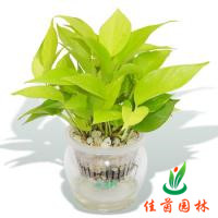 黄金葛
