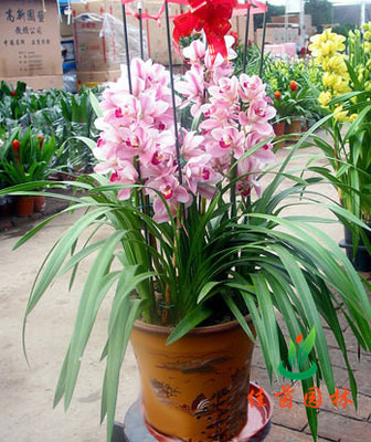 大花蕙兰
