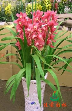 大花蕙兰
