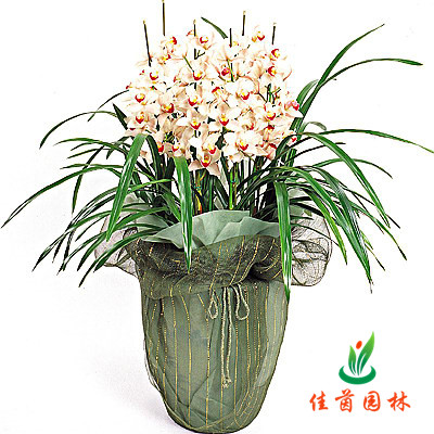 大花蕙兰