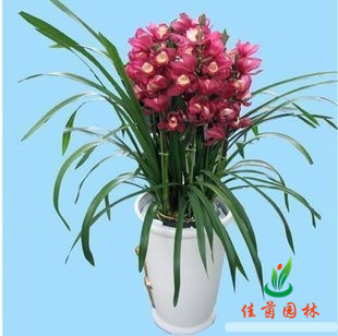 大花蕙兰