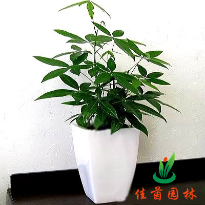 桌面发财树