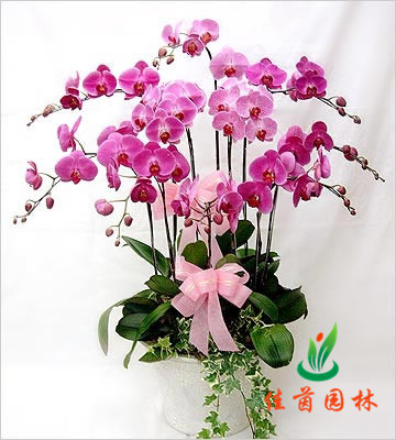 蝴蝶兰