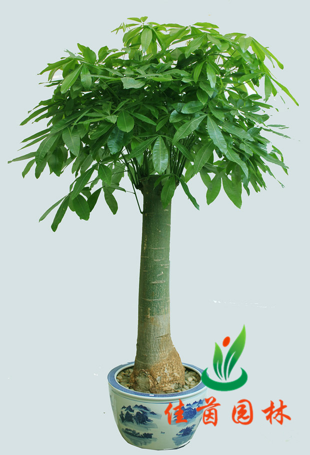 单杆发财树
