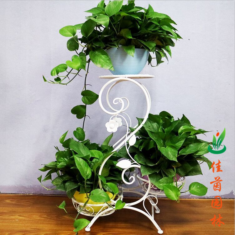 炫彩花架系列