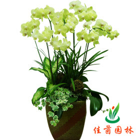 蝴蝶兰组合