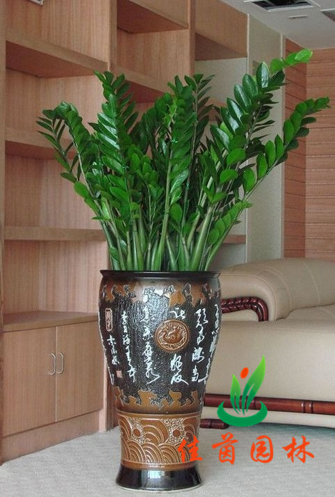 大金钱树