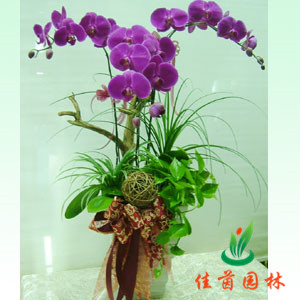 蝴蝶兰组合
